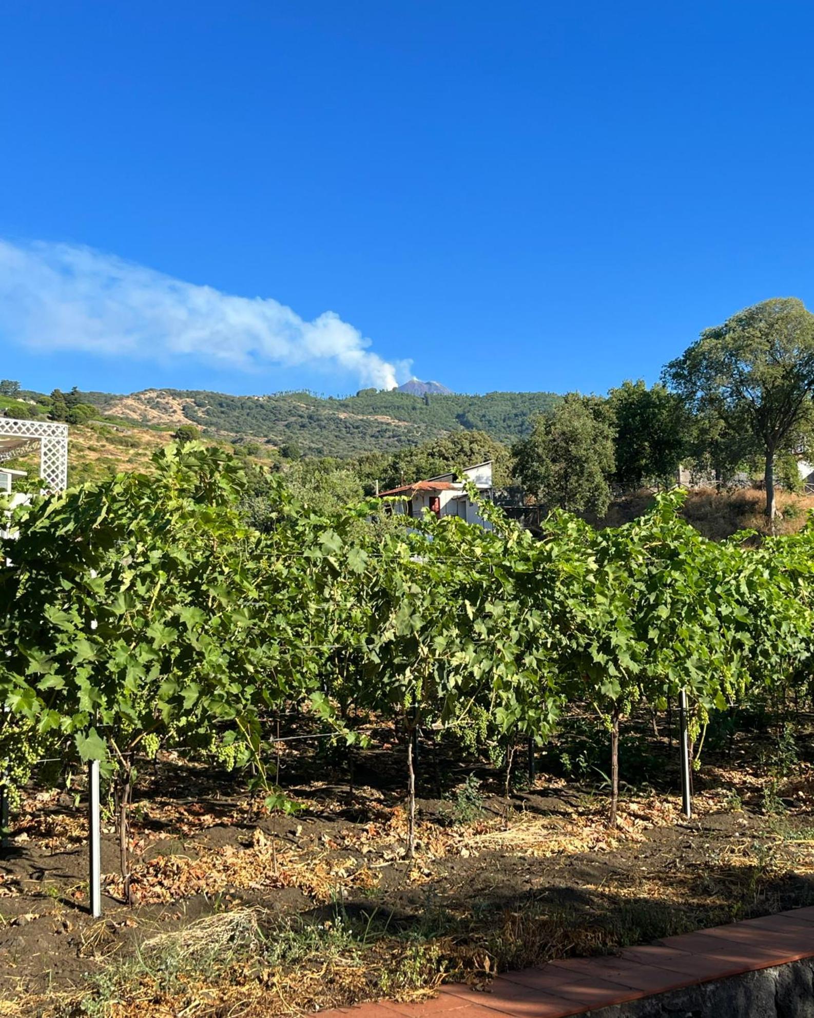 Bee Happy - Bed And Breakfast Zafferana Etnea Εξωτερικό φωτογραφία